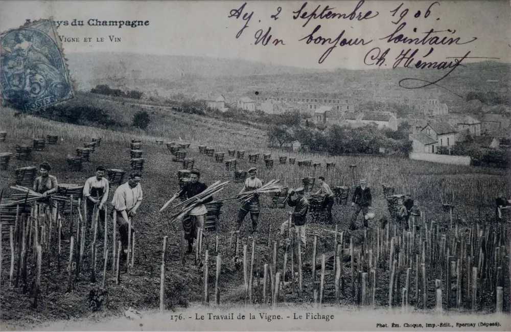 Carta Postal de Charles Hemart trabajando en las vinas de Aÿ Champagne Henri Giraud