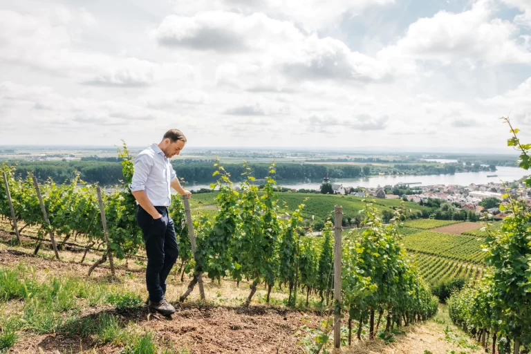 Bodega Aleman, kuhling Gillot (region Rheinhessen) Como leer las etiquetas de vino alemán?