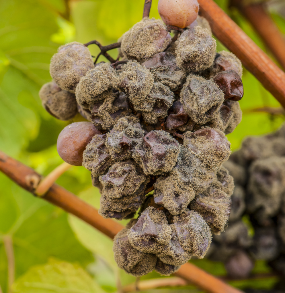 Botrytis Vino Beerenauslese Aleman