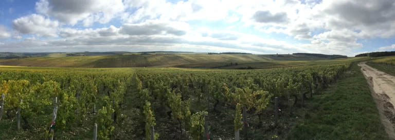 Chablis: qué es, características, tipos y por qué es uno de los grandes vinos blancos de Francia