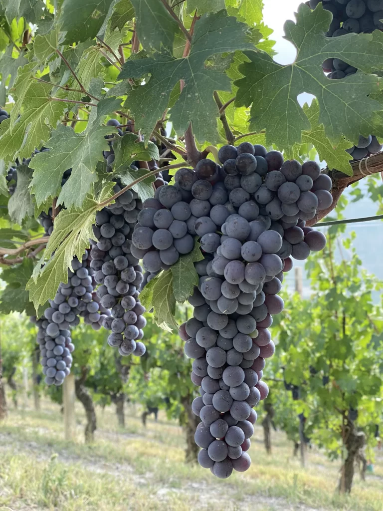 Con qué uva se hace el vino Barolo ? Vino italiano disponible en Climats