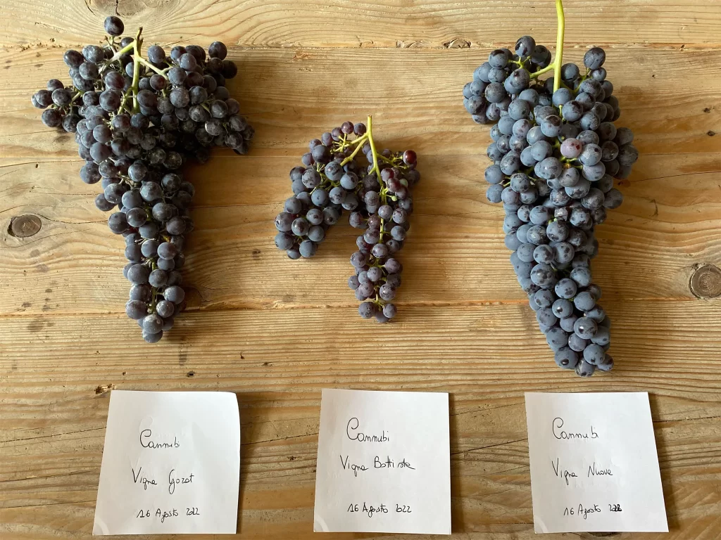 Uva Nebbiolo - entender los clones de la uva italiana utilizada para el Barolo